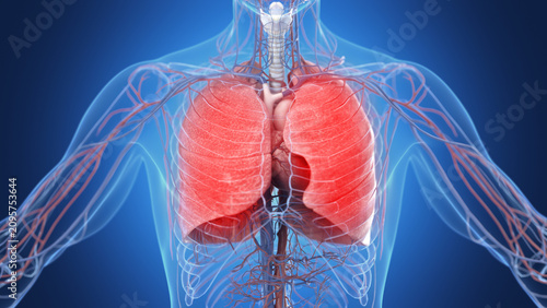 Illustration of the male inflamed lungs