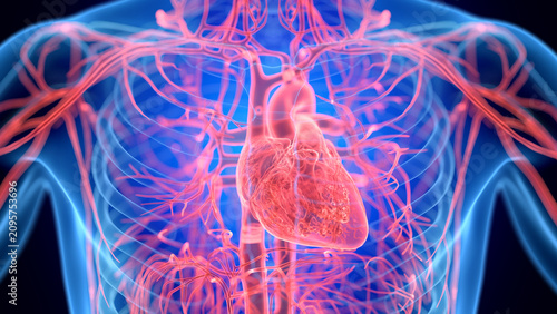 Illustration of the male cardiovascular system