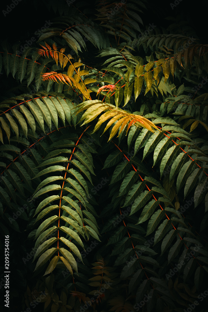 Obraz premium Close-up of lush green leaves illuminated by soft directional light against a dark background. Exotic plant texture ideal for nature and environmental themes.