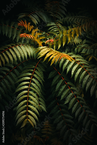 Close-up of lush green leaves illuminated by soft directional light against a dark background. Exotic plant texture ideal for nature and environmental themes.