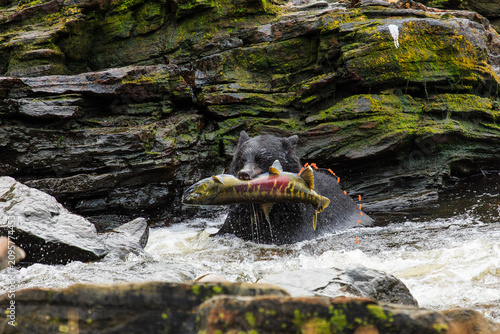 Alaska, USA. Black bear catching fish during the salmon run.