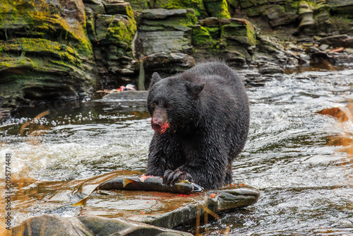 Cuadro en lienzo The American black bear eating salmon in a creek. Alaska, USA.