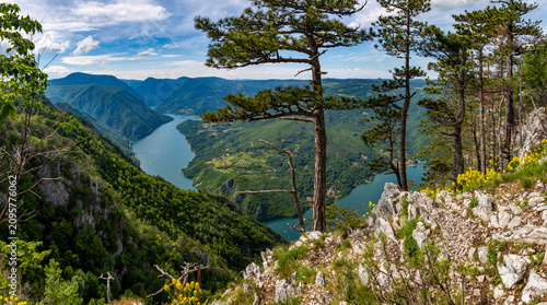 Resilient pine trees growing on steep rocky cliffs overlooking the winding Drina River canyon in Tara National Park. Serbia