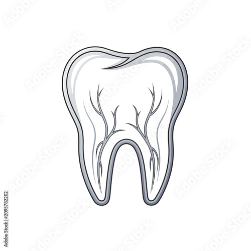 Human molar tooth anatomy illustration with internal nerve roots