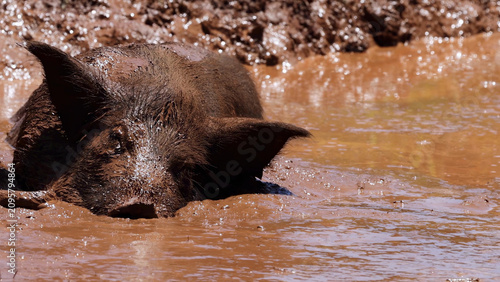 фотографія Close Up of a Muddy Pig Wallowing in a Puddle
