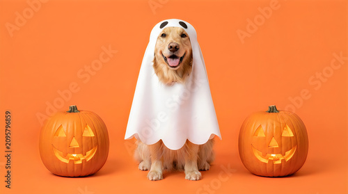 Happy halloween adorable golden retriever in ghost costume with jack o' lanterns for festive fall celebrations