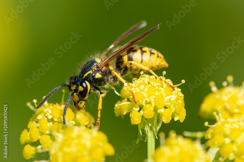 The common wasp (Vespula vulgaris) feeding on nectar from a lovage flower.  Extreme close up, side view
