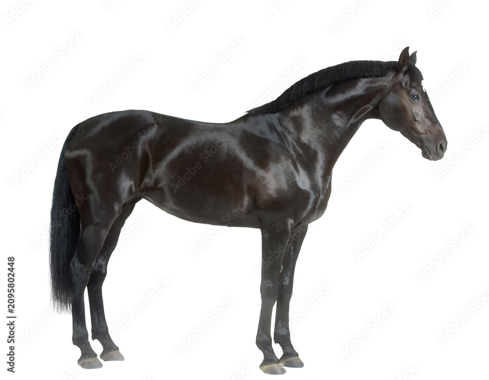 Fototapeta premium Black horse standing in three quarter side view isolated on transparent background, equine cutout