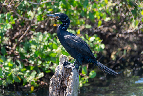 The neotropic cormorant, Phalacrocorax brasilianus, a waterbird found at the Rodrigo de Freitas Lagoon, Rio de Janeiro, Brazil.