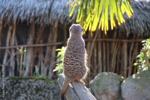 Bild auf Leinwand meerkat