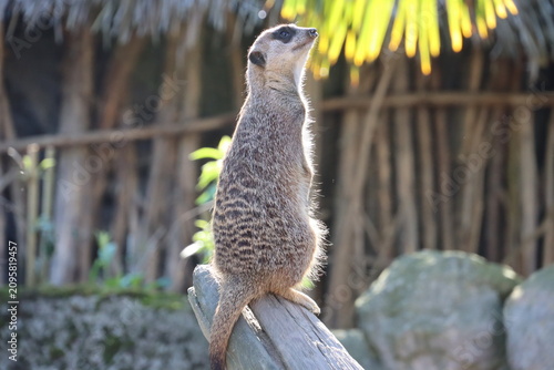 Foto meerkat