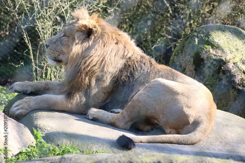 Canvas Print Lion