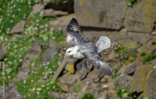 Billede på lærred Fulmar boréal,