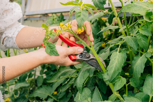 Woman removing tomato side shoots in an organic vegetable garden  