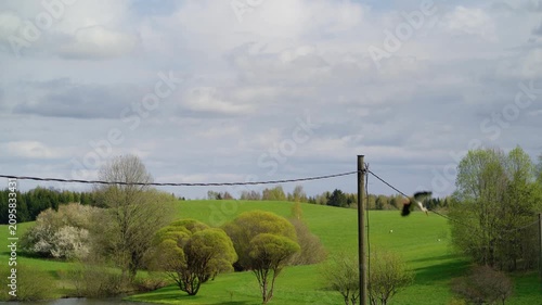 White stork flying off a wooden electricity pole in a lush countryside landscape. Wildlife birds in nature.
