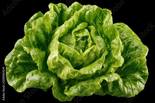 Romaine lettuce heart isolated on black background in sharp macro studio shot for culinary marketing
