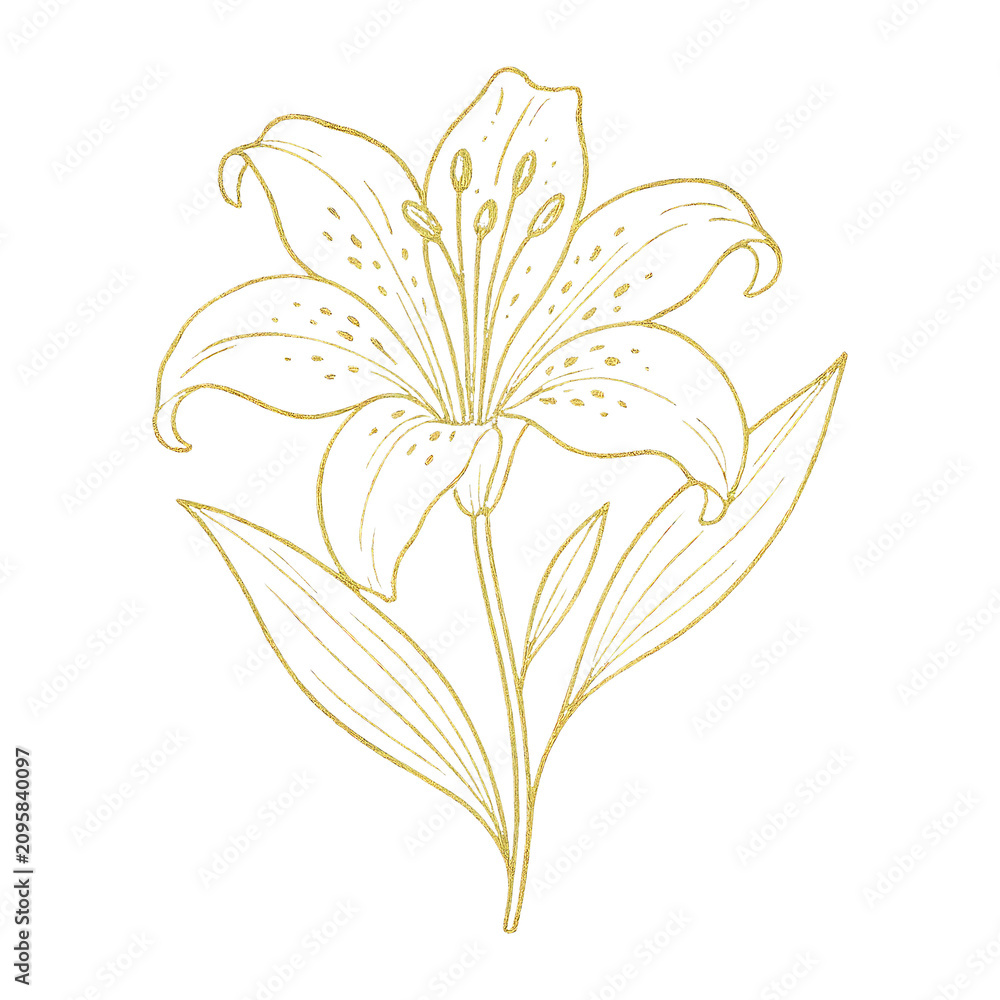 Obraz premium PNG Elegant gold lily illustration design.
