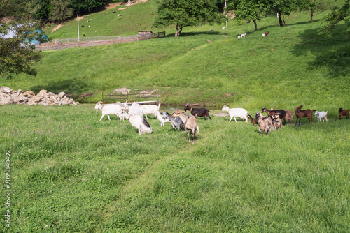 Dairy goats of Alpine and Nubian types move through a green pasture for milking and feeding near a traditional cheese farm in the Ukrainian Carpathians.