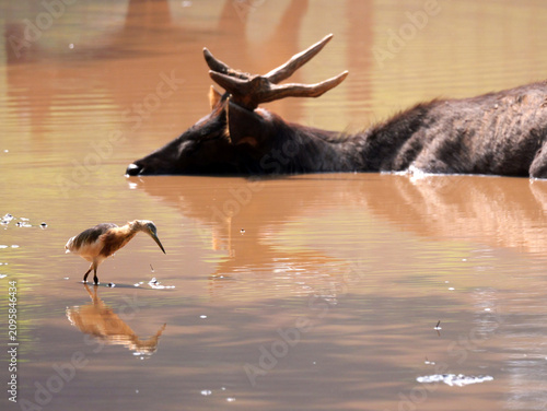 Quadro su tela A sambar deer stands peacefully in shallow water with half of its body submerged on a bright morning, accompanied by a cattle egret nearby