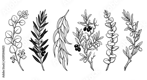 Photography herb branches, botanical herbs, olive branches, eucalyptus branches, medicinal
