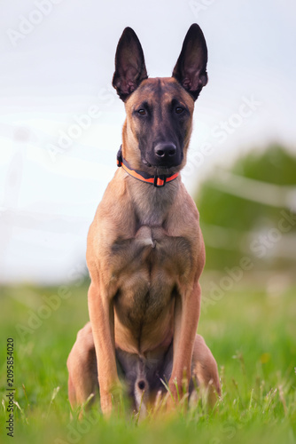 Serious young 9-month-old Belgian Shepherd dog Malinois with an orange collar posing outdoors sitting on a green grass in summer