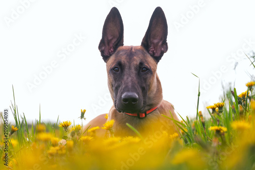 Serious young 9-month-old Belgian Shepherd dog Malinois with an orange collar posing outdoors lying down in a green grass with yellow dandelions in summer