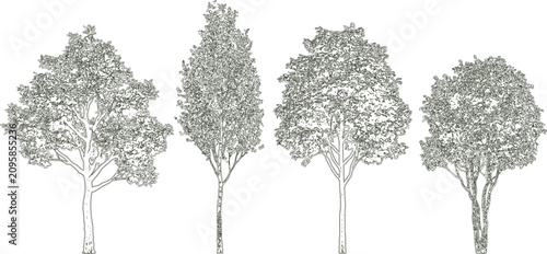 Photos Set of four different deciduous trees