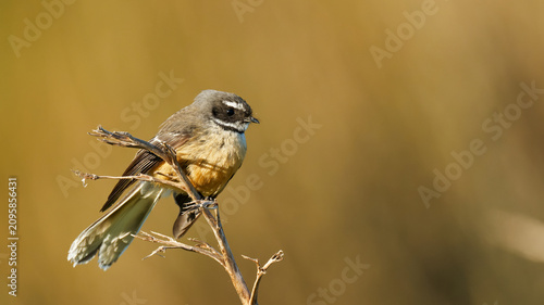 Картината върху платно A fantail perched on branch
