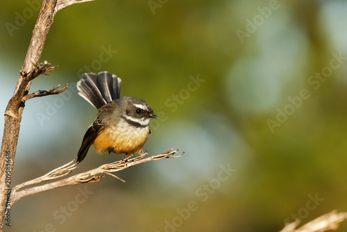Cuadro en lienzo A fantail perched on branch