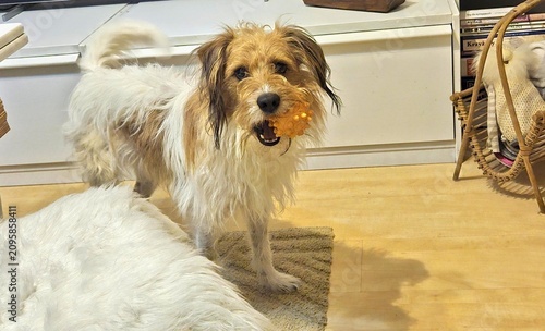 A scruffy KROMFOHRLÄNDER stands indoors holding a spiky orange ball in its mouth, looking directly at the camera. A fluffy white dog is resting in the foreground.