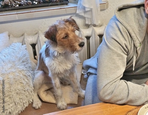Obraz na plátně A scruffy KROMFOHRLÄNDER  brown and white dog sits on a soft cushion beside a person, looking calmly to the side in a warm and cozy home setting