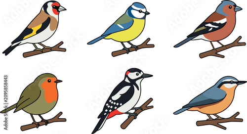 Photos Cute Cartoon Garden Birds Vector Illustration Set Featuring European Robin Goldf