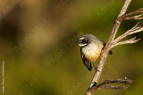 Canvastavla A fantail perched on branch