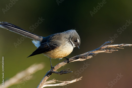 Принти на полотні A fantail perched on branch