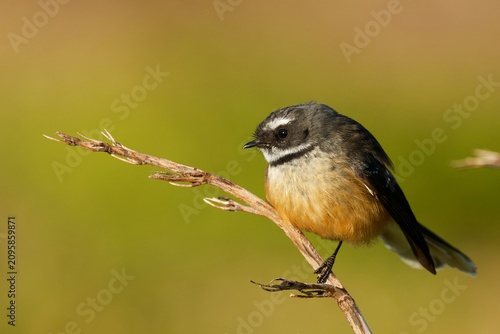 Bild auf Leinwand A fantail perched on branch