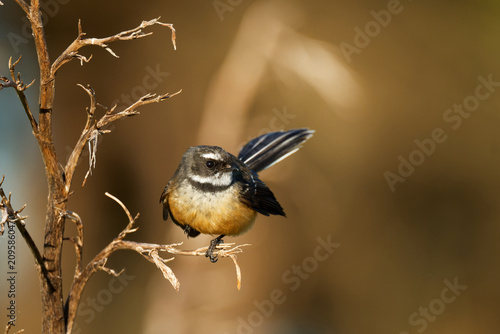 Принти на полотні A fantail perched on branch