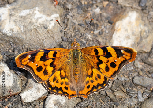 The Anatolian Prince butterfly (Thaleropis ionia) is seen on a yarrow plant in the Hakkari Dez Valley.