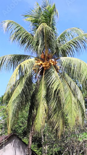 Treetop coconut palm with ripe yellow coconuts under clear blue sky showing subtle frond movement
