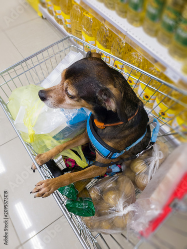 Small dog sitting in shopping cart at supermarket.