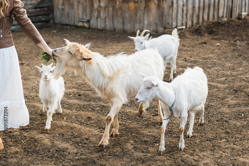 Принти на полотні Woman feeding domestic white goats on an eco farm.