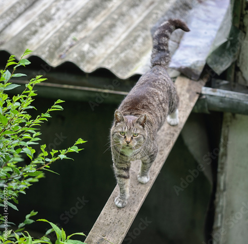 Domestic cat carefully walking on narrow roof plank outdoors.