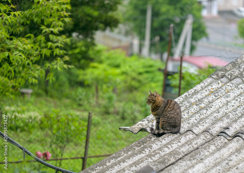Tabby cat sitting on corrugated roof in green countryside.