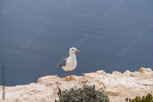 Seagull standing on cliff edge overlooking blue sea in Bonifacio, Corsica