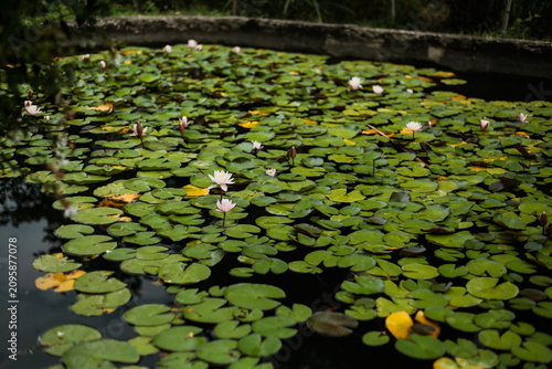 Water lilies blooming on a peaceful garden pond