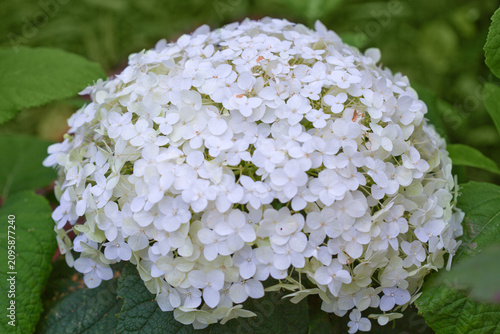 White Annabelle hydrangea flowers in a German garden.