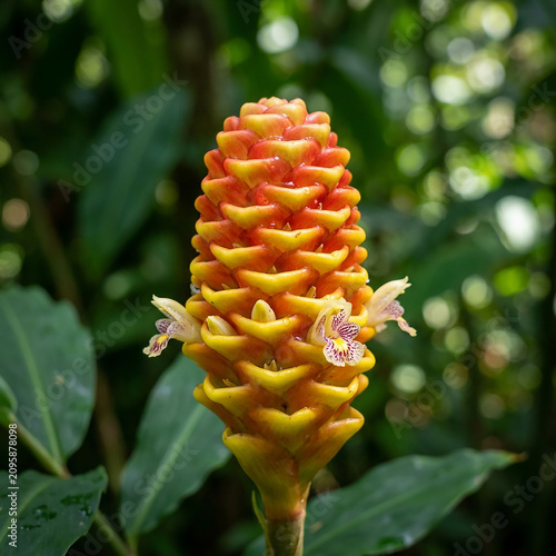 Vibrant red and yellow torch ginger flower in full bloom. Exotic tropical heliconia blossom with delicate petals and lush green leaves.