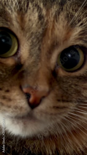 Extreme macro close up portrait of a cute surprised beloved tabby cat with huge wide open black pupils looking at camera. Emotional funny pet face expression. Animal care and domestic life concept.