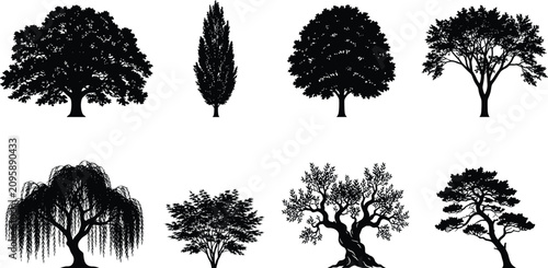 Foto Deciduous and evergreen trees black silhouette set including oak willow olive po