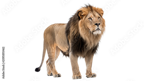 Canvas Print Majestic adult male lion standing African wildlife predator animal isolated on t