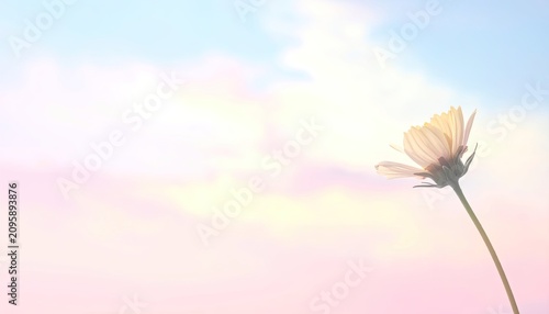 Delicate Cosmos Flower Silhouette Against Soft Pastel Sky.